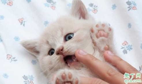 你家的猫咪让摸脚吗?原因很多,大多数看心情!