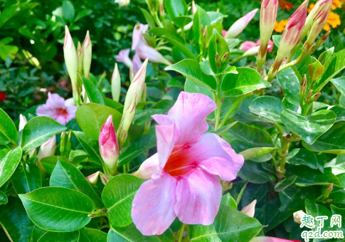 什么植物花期长耐热好养活