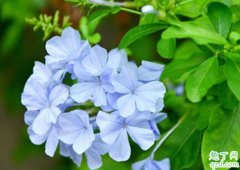 什么植物花期长耐热好养活