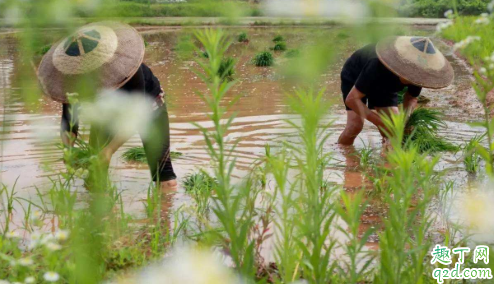 为什么芒种的节气都定在每年的6月6号