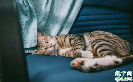 猫咪应激后要不要喂点营养膏