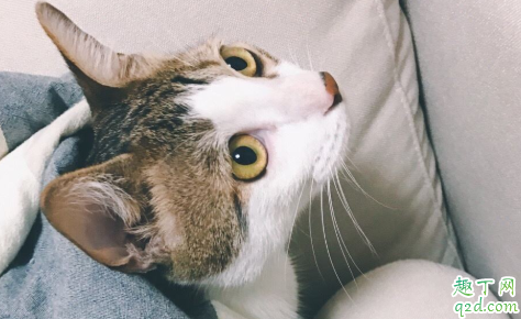 猫咪应激后要不要喂点营养膏