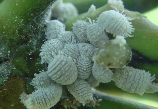 醋能杀死粉介壳虫吗？这技巧你Get到吗