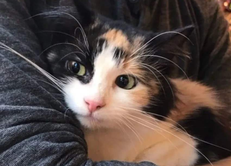 母猫公猫一样价格吗？公猫和母猫的价格差异竟然是因为这！