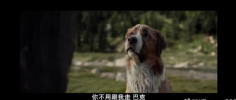 科普贴：野性的呼唤巴克是什么品种的狗
