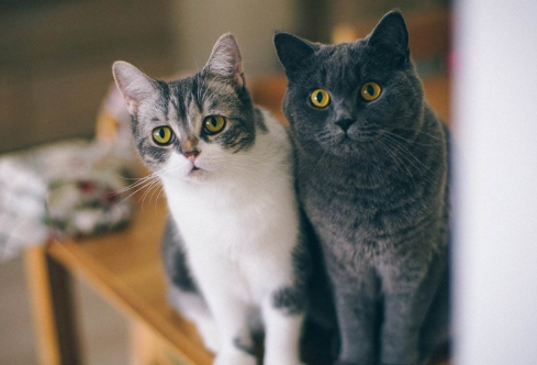 猫咪上厕所之前总爱到处跑？这种情况最严重！