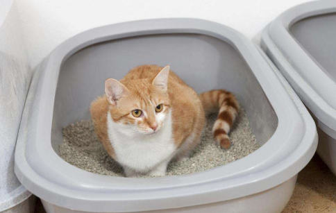 猫咪上厕所之前总爱到处跑？这种情况最严重！