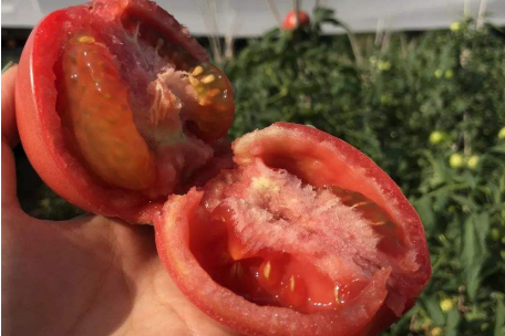 西红柿催熟的是什么药？这种西红柿一般长这样