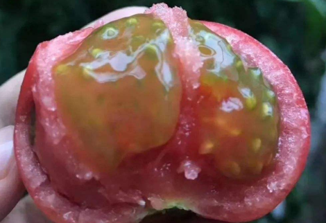 西红柿催熟的是什么药？这种西红柿一般长这样