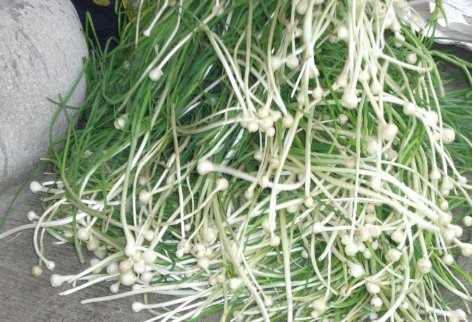 野蒜在哪里生长？这个地方挖野蒜最好吃！