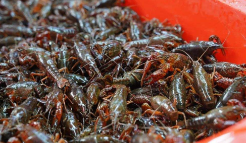 青壳和红壳小龙虾哪个好？肉多才是王道！