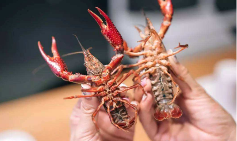 青壳和红壳小龙虾哪个好？肉多才是王道！