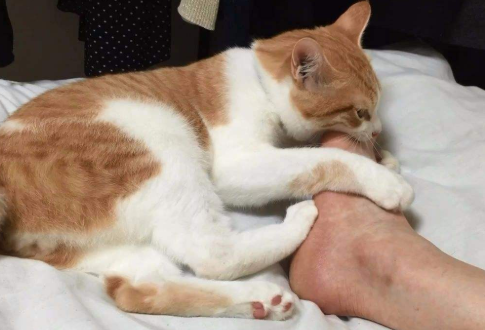 猫咪换主人会不会忧郁症，动物也有小脾气呢