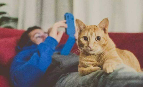 猫咪换主人会不会忧郁症，动物也有小脾气呢