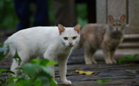捡的流浪猫能养吗？如果可以请给猫咪一个家