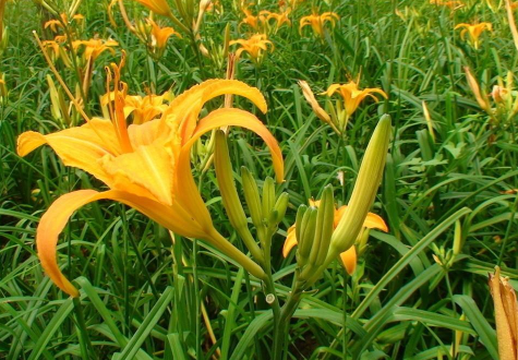 忘忧草是什么菜？真相出来我惊了