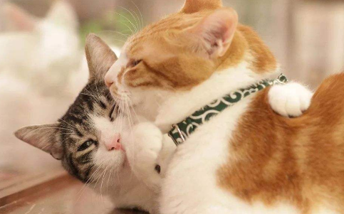新养的猫怎么打好关系