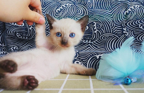 新养的猫怎么打好关系