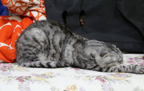 为啥猫咪喜欢抱着主人头睡觉？猫主子太粘人了！