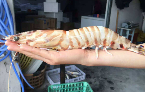 九节虾是咸水还是淡水？两种说法都不准！