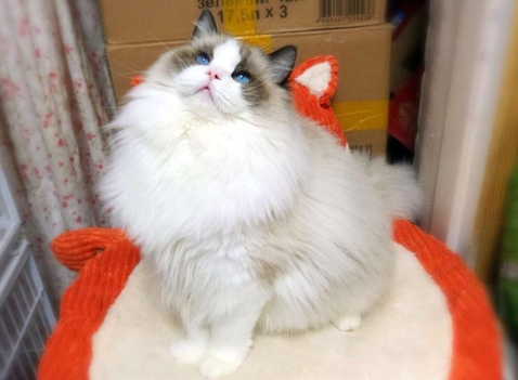 猫咪爆毛吃啥？这样东西家里都有