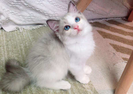 猫咪爆毛吃啥？这样东西家里都有