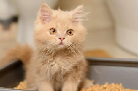 猫咪刨猫砂踩到便便怎么回事？合格的铲屎官会这么做