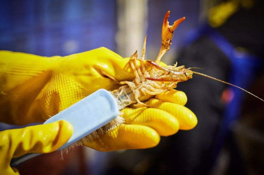 刷小龙虾用什么样的刷子？一般用牙刷就可以！