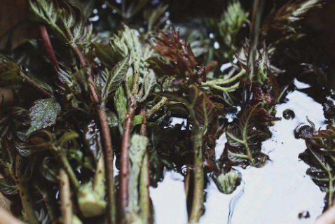 野菜刺老芽什么时候采摘