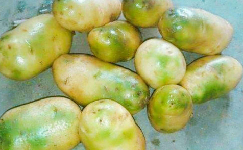 土豆变绿是要发芽吗