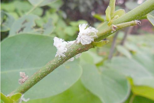 花盆里有密密麻麻小白虫怎么办？这些清除办法一定要知道