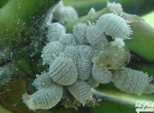白醋和酒精哪个去蚧壳虫效果好？答案在这赶紧学起来