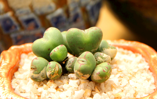 多肉植物夏季可以吹空调吗？答案都在这了
