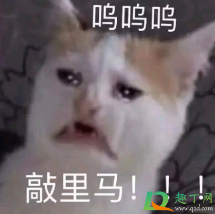 小母牛歇后语是什么意思-小母牛歇后语出自哪里