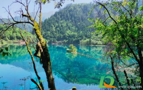 四川九寨沟景区为什么临时关闭-四川九寨沟关闭到什么时候