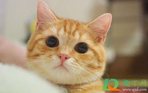 喜欢养猫的女人好追吗-为什么不追养猫的妹子