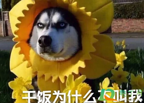 干饭了干饭了是哪里的方言-干饭了干饭了怎么回答