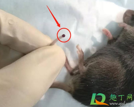 耗子的尾巴能榨汁吗-耗子尾巴榨汁能喝吗