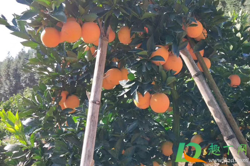 卖脐橙发朋友圈一段话2021最新-朋友圈卖橙子的经典语录