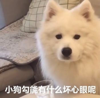 小狗勾能有什么坏心眼呢什么梗-小狗勾能有什么坏心眼呢表情包无水印