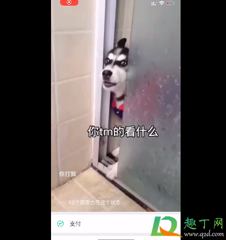 微信状态视频二哈怎么设置-微信状态视频二哈素材哪里有