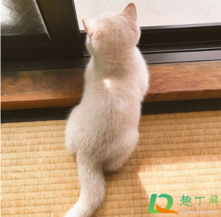 胳膊抬一下我瘾犯了啥梗什么意思-胳膊抬一下我瘾犯了出自哪