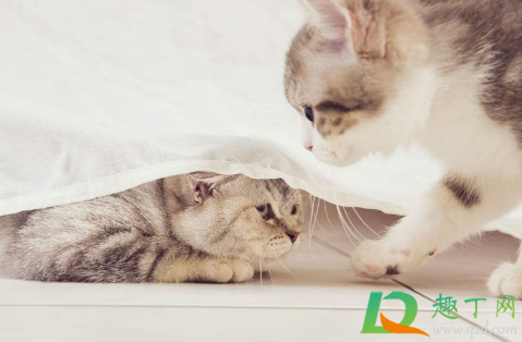 做一只有礼貌的猫是什么梗啥意思-做一只有礼貌的猫出自哪