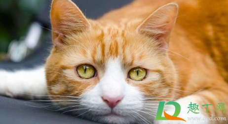猫咪能认出镜子里的自己吗-猫咪能认出自己的主人吗