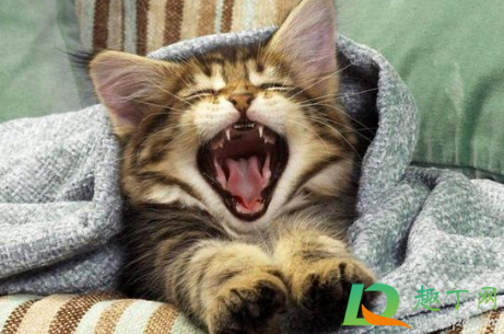 猫咪能认出镜子里的自己吗-猫咪能认出自己的主人吗