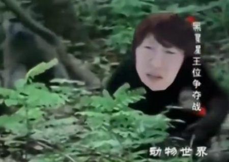 奥利安费啥梗什么意思-热梗奥利安费出自哪
