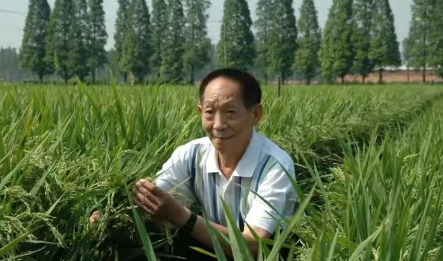 袁隆平的励志故事200字左右小学生-袁隆平的主要事迹概括凸显出奉献精神