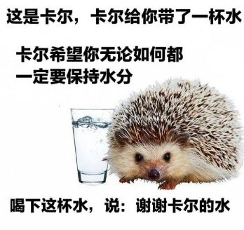 小刺猬卡尔是什么梗-小刺猬卡尔表情包分享高清无水印