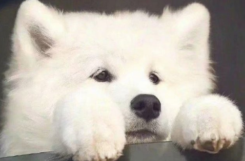 狗咬人对方要求赔偿5000合理吗-狗咬人了主人需要负什么法律责任