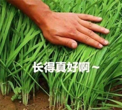 基金绿了表情包图片2021最新-基金一片绿表情包搞笑